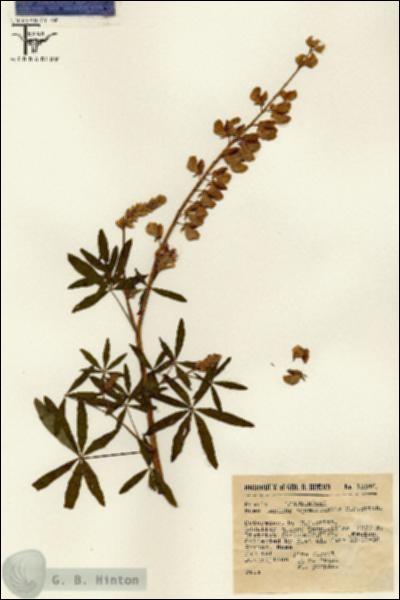 URN_catalog_HBHinton_herbarium_12346.jpg.jpg