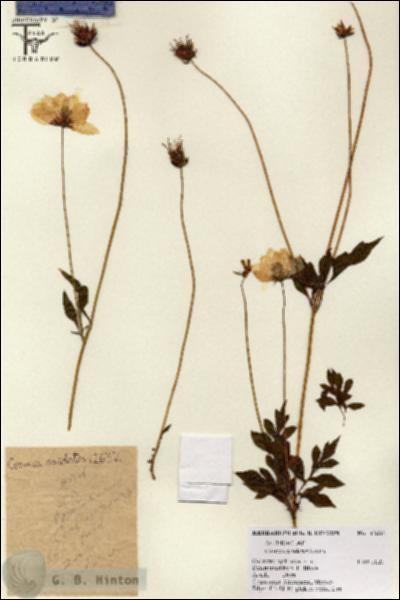 URN_catalog_HBHinton_herbarium_12632.jpg.jpg