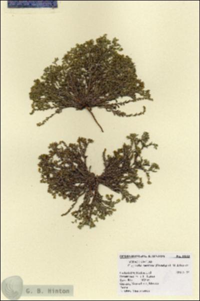 URN_catalog_HBHinton_herbarium_18183.jpg.jpg