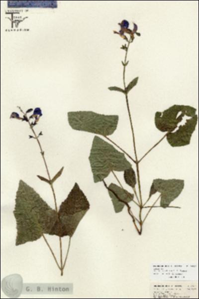 URN_catalog_HBHinton_herbarium_26656.jpg.jpg