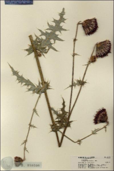 URN_catalog_HBHinton_herbarium_22282.jpg.jpg