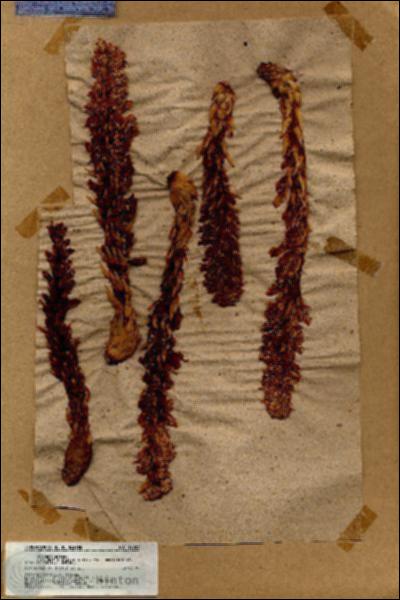 URN_catalog_HBHinton_herbarium_17583.jpg.jpg