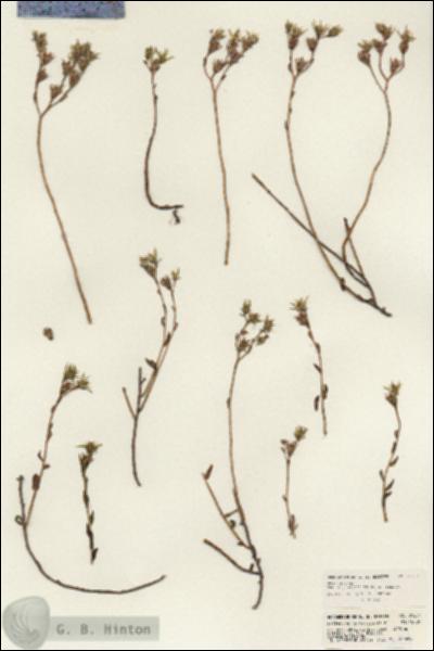 URN_catalog_HBHinton_herbarium_21654.jpg.jpg