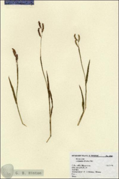URN_catalog_HBHinton_herbarium_4363.jpg.jpg
