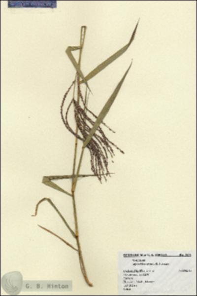URN_catalog_HBHinton_herbarium_5633.jpg.jpg
