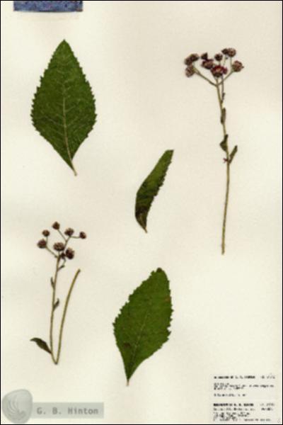 URN_catalog_HBHinton_herbarium_24512.jpg.jpg