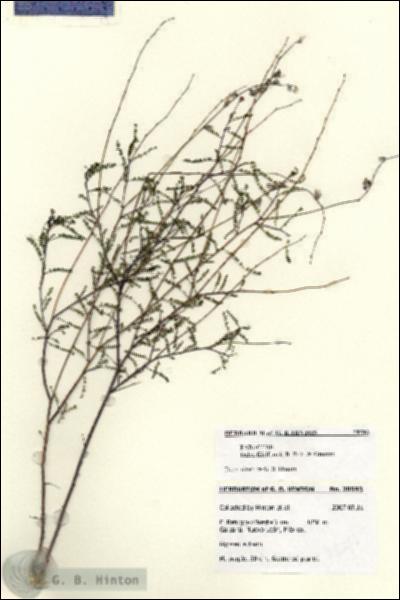 URN_catalog_HBHinton_herbarium_28593.jpg.jpg