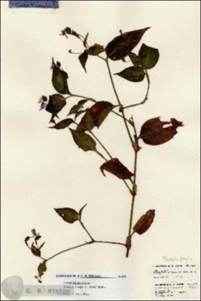 URN_catalog_HBHinton_herbarium_24231.jpg.jpg
