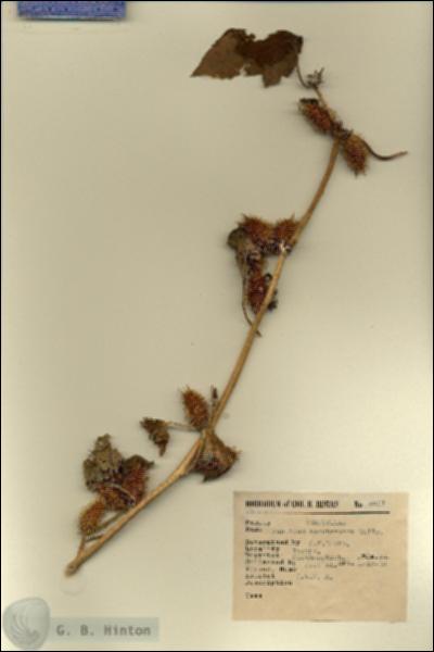 URN_catalog_HBHinton_herbarium_5501.jpg.jpg