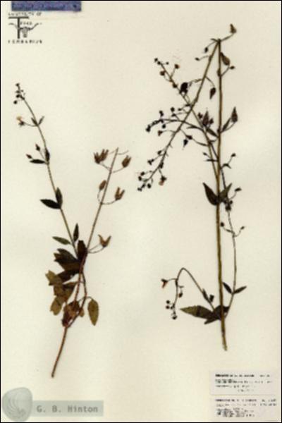 URN_catalog_HBHinton_herbarium_26233.jpg.jpg
