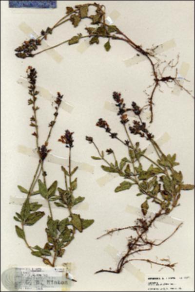 URN_catalog_HBHinton_herbarium_18922.jpg.jpg