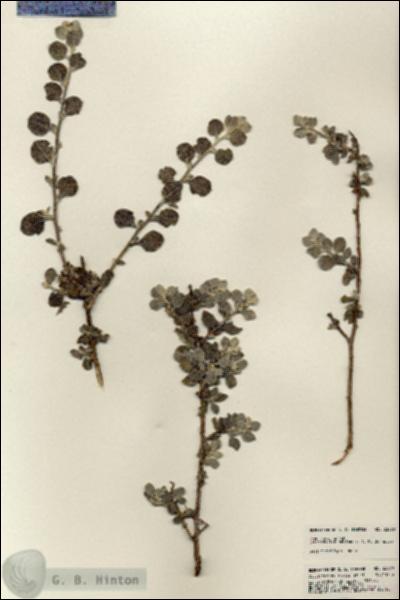 URN_catalog_HBHinton_herbarium_23890.jpg.jpg