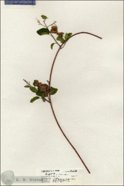 URN_catalog_HBHinton_herbarium_20844.jpg.jpg