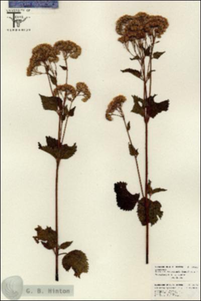 URN_catalog_HBHinton_herbarium_26064.jpg.jpg
