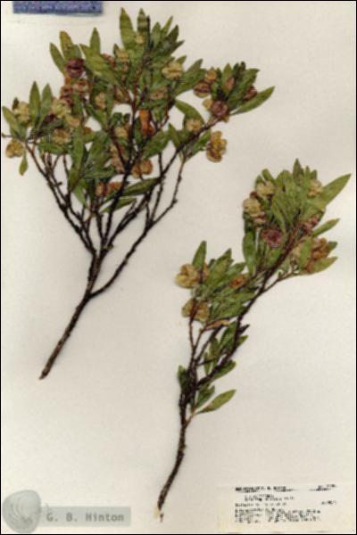 URN_catalog_HBHinton_herbarium_20294.jpg.jpg