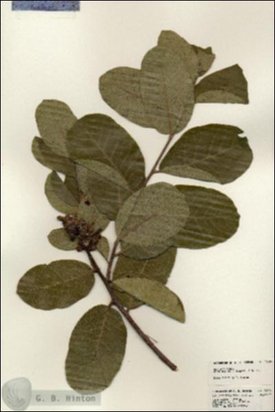 URN_catalog_HBHinton_herbarium_24404.jpg.jpg