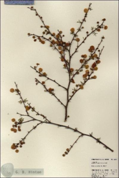 URN_catalog_HBHinton_herbarium_22604.jpg.jpg