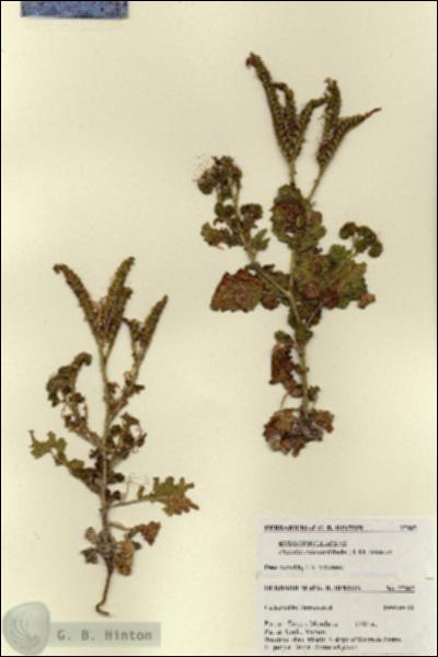 URN_catalog_HBHinton_herbarium_27465.jpg.jpg