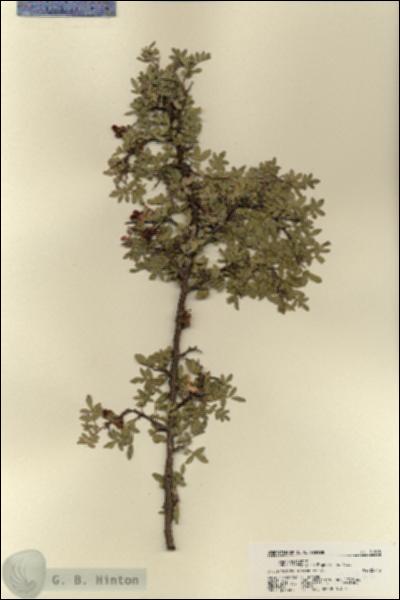 URN_catalog_HBHinton_herbarium_21968.jpg.jpg