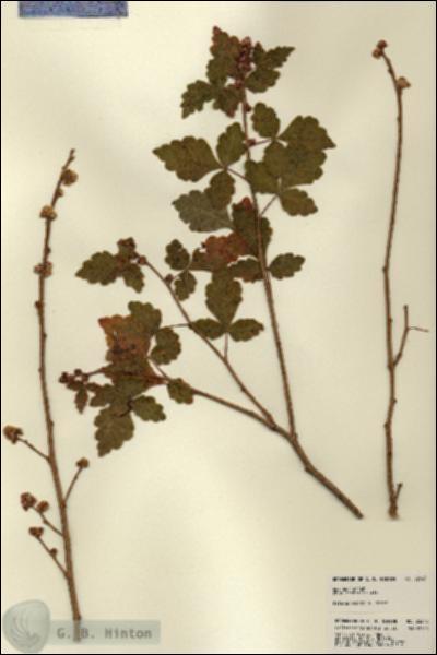 URN_catalog_HBHinton_herbarium_22643.jpg.jpg