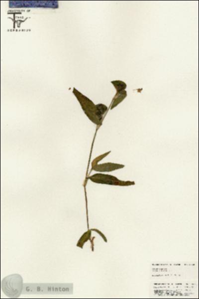 URN_catalog_HBHinton_herbarium_25523.jpg.jpg