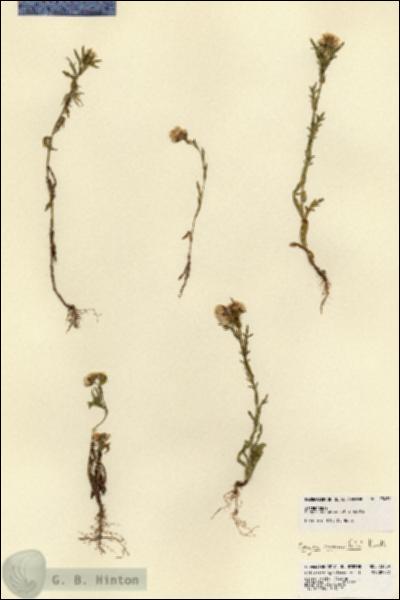 URN_catalog_HBHinton_herbarium_23459.jpg.jpg