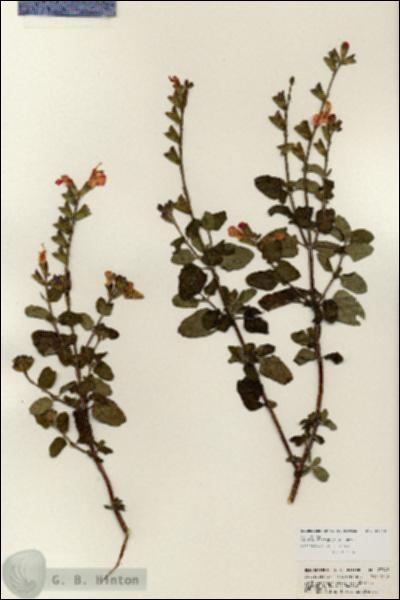 URN_catalog_HBHinton_herbarium_23942.jpg.jpg
