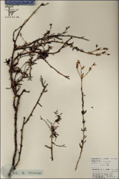 URN_catalog_HBHinton_herbarium_25824.jpg.jpg