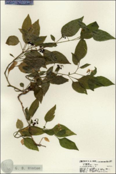 URN_catalog_HBHinton_herbarium_21669.jpg.jpg