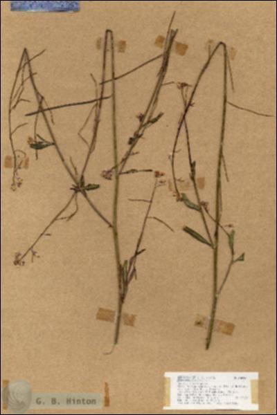 URN_catalog_HBHinton_herbarium_18899.jpg.jpg