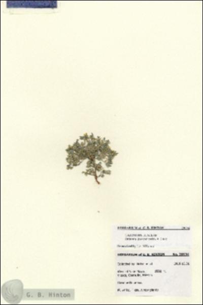 URN_catalog_HBHinton_herbarium_28536.jpg.jpg