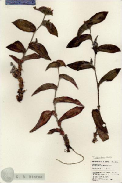 URN_catalog_HBHinton_herbarium_25671.jpg.jpg