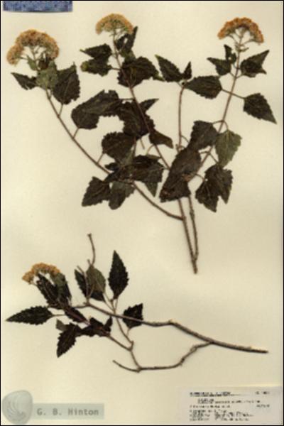 URN_catalog_HBHinton_herbarium_19096.jpg.jpg