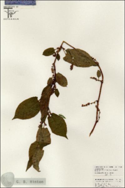 URN_catalog_HBHinton_herbarium_26363.jpg.jpg