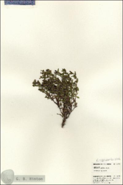 URN_catalog_HBHinton_herbarium_24775.jpg.jpg