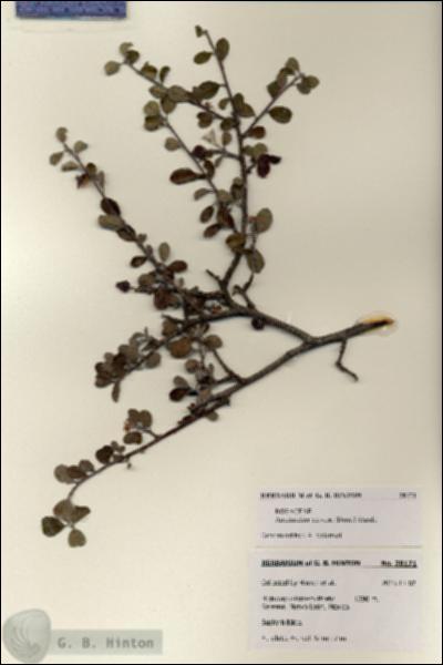 URN_catalog_HBHinton_herbarium_28171.jpg.jpg