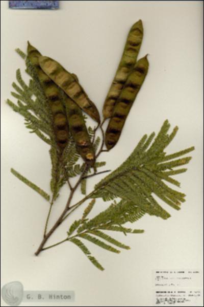 URN_catalog_HBHinton_herbarium_24980.jpg.jpg