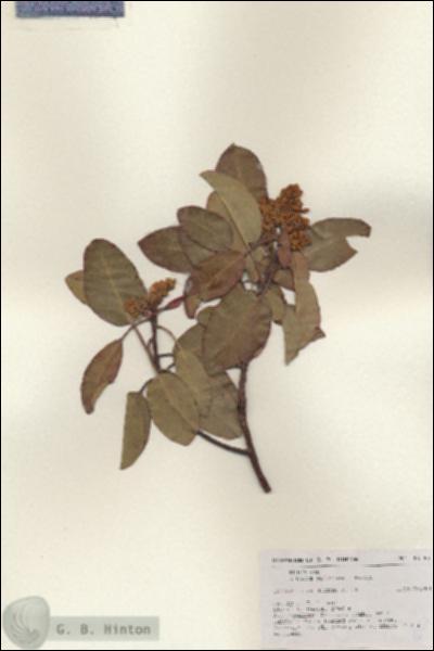 URN_catalog_HBHinton_herbarium_18161.jpg.jpg