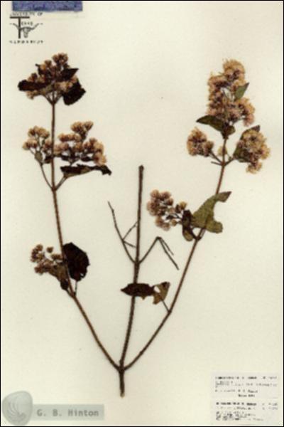 URN_catalog_HBHinton_herbarium_26240.jpg.jpg