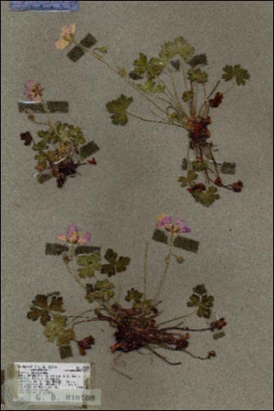 URN_catalog_HBHinton_herbarium_17335.jpg.jpg