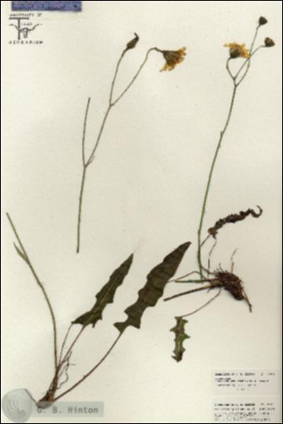 URN_catalog_HBHinton_herbarium_26611.jpg.jpg