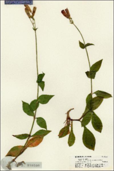 URN_catalog_HBHinton_herbarium_21288.jpg.jpg