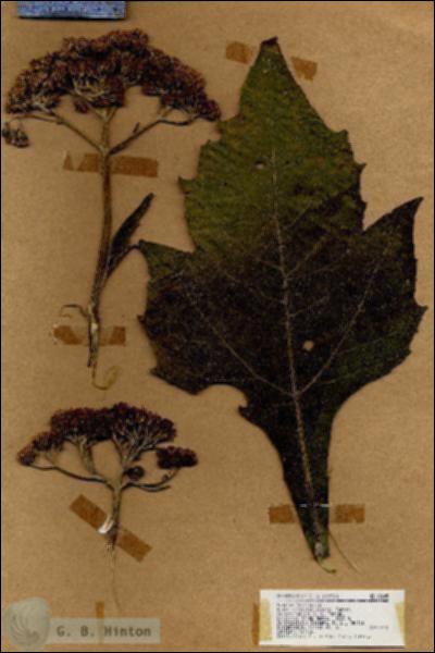 URN_catalog_HBHinton_herbarium_18645.jpg.jpg