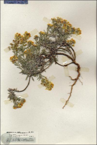 URN_catalog_HBHinton_herbarium_20162.jpg.jpg
