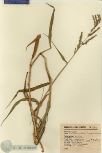 URN_catalog_HBHinton_herbarium_6880.jpg.jpg