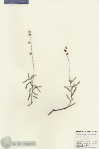 URN_catalog_HBHinton_herbarium_23992.jpg.jpg