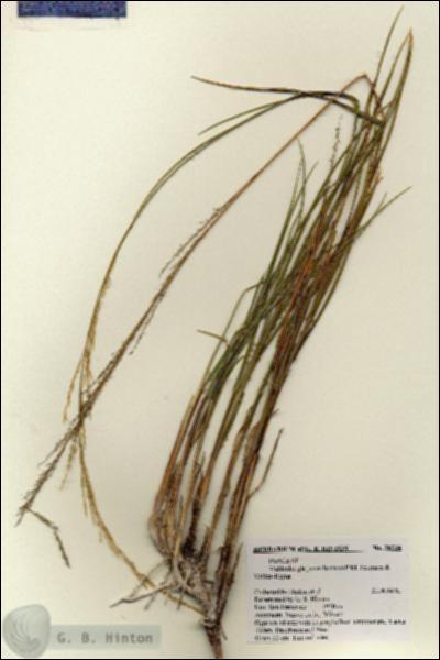 URN_catalog_HBHinton_herbarium_28234.jpg.jpg