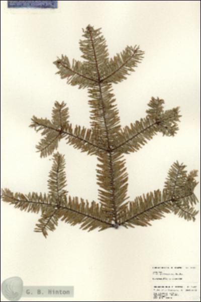 URN_catalog_HBHinton_herbarium_24682.jpg.jpg