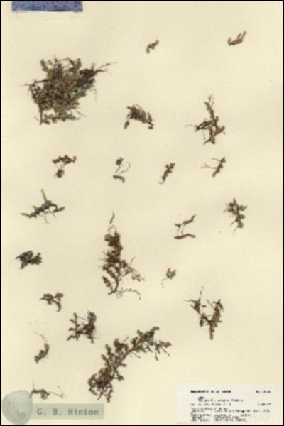 URN_catalog_HBHinton_herbarium_21783.jpg.jpg