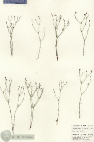 URN_catalog_HBHinton_herbarium_24476.jpg.jpg
